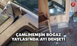 Çamlıhemşin Boğaz Yaylası'nda Ayı Dehşeti