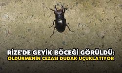 Rize'de Geyik Böceği Görüldü: Öldürmenin Cezası Dudak Uçuklatıyor