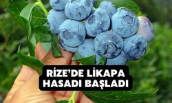 Rize’de Likapa Hasadı Başladı