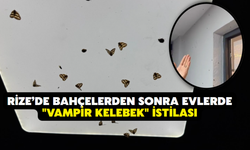 Rize’de Bahçelerden Sonra Evlerde "Vampir Kelebek" İstilası