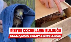 Rize'de Çocukların Bulduğu Yaralı Şahin Tedavi Altına Alındı