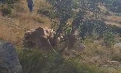 Artvin'de Kayalıklara Düşen İnek  AFAD Ekipleri Tarafından Kurtarıldı