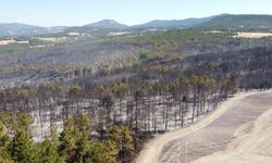 Bolu’daki orman yangınıyla ilgili 1 kişi tutuklandı
