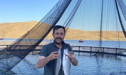 Demirözü Göletinde Yetişen Alabalıklar Somon Oldu