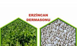 Erzincan’da yetiştirilen fasulye tescillendi