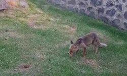 Erzurum’da Kadınlar Yanlarına Gelen Tilkiye Kadayıf Dolması Yedirdi