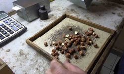 Giresunlu Fındıkçıdan Randımana Göre Fındık Fiyatını Hesaplayan Yazılım