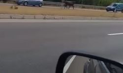 Kesime Götürülürken Kaçan Boğa Trafiğe Çıktı
