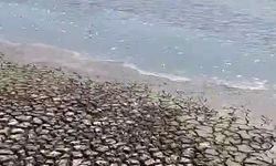Siverek’teki gölette sular çekildi, balıklar telef oldu