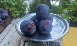 Süleymanlı Yaylasında yetişen eriklerin 5 adeti 1 kilo geliyor