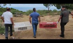Yalova Esenköy’de 100 kınalı keklik doğaya salındı