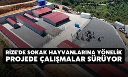 Rize'de Sokak Hayvanlarına Yönelik Projede Çalışmalar Sürüyor