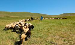2025 Yılı Buzağı, Malak, Kuzu Ve Oğlak Destekleme Başvuruları Başladı