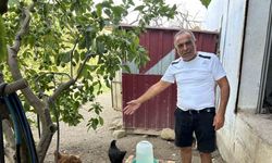 Kümese giren sokak köpekleri 70 tavuğu telef etti