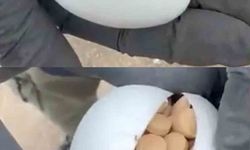 Sürpriz Yumurtalardan Bile Uyuşturucu Çıktı