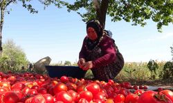 Üç Yıl Ömürlü Ev Yapımı Salçalar Pişirilmeye Başlandı
