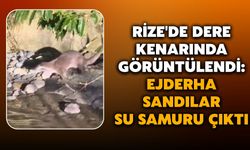 Rize'de Dere Kenarında Görüntülendi: Ejderha Sandılar, Su Samuru Çıktı