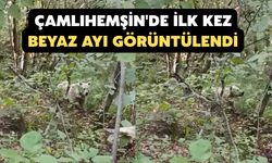 Çamlıhemşin'de İlk Kez Beyaz Ayı Görüntülendi