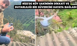 Rize'de Köy Sakininin Dikkati Ve Duyarlılığı Bir Güvercini Hayata Bağladı