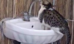 Acil Serviste Lavaboya Çıkan Kedi Musluğu Açıp Su İçti