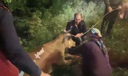 Artvin’de Uçuruma Düşen İnek İtfaiye Ekiplerinin Zorlu Operasyonuyla Kurtarıldı