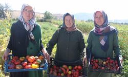 Bu Bahçede 55 Çeşit Domates, 22 Çeşit Biber Üretiliyor
