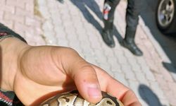 Cebinden Yavru Piton Yılanı Çıktı