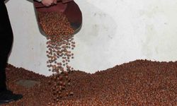 Fındıkta Serbest Piyasa Düşüşte, Tarım Kredi En Yüksek Alımı Yapıyor