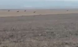 Kars’ta Köye İnen Kurt Sürüsü Kamerada