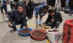 Kuzu Kestane Sıkı Pazarlıklarla Alıcı Buluyor