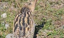 Nesli Tükenmekte Olan Güney Amerika Balabanı Artvin’de Görüldü