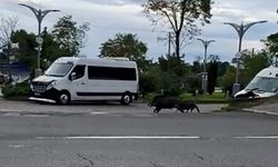 Ordu’da Domuz Sahil Yoluna İndi
