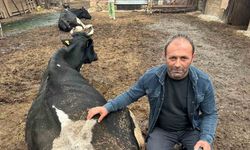 Şap Vurdu: 35 Litre Süt Veren Sığırdan Bir Çay Bardağı Süt Almaya Başladı