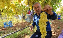 Üzüm Fiyatlarındaki Düşüş Üreticileri Tedirgin Etti