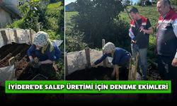 İyidere'de Salep Üretimi İçin Deneme Ekimleri
