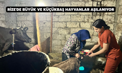 Rize'de Büyük ve Küçükbaş Hayvanları İçin Aşılama Çalışmaları