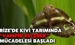 Rize’de Kivi Tarımında “Vampir Kelebek” Mücadelesi Başladı