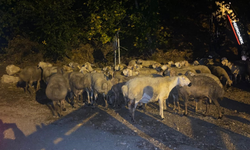 Kemaliye’de Canlı Hayvan Taşıyan Çekici Devrildi: 2 Hayvanın Ayağı Kırıldı