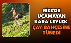 Rize'de Uçamayan Kara Leylek Çay Bahçesine Tünedi