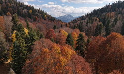 Adana'da Sonbahar Güzelliği