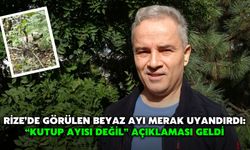 Rize’de Görülen Beyaz Ayı Merak Uyandırdı: “Kutup Ayısı Değil” Açıklaması Geldi
