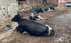 "8 Buzağımızı Şapa Verdik