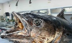 Balık Sevdası ‘Deniz Canlıları Koleksiyon Merkezi’nde Hayat Buldu