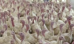 Bolu’da Üreticilere "Kuş Gribi" Uyarısı