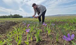 Bu Baharatın Kilosu 600 Bin Tl