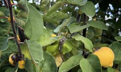 Dalların Altın Sarısını Don Vurdu