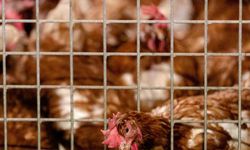 Erzincan’da Kuş Gribi Önlemleri Sıkılaştırıldı