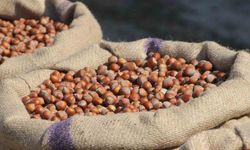 Fındık Üreticilerinden Ferrero’ya "Manipülasyon" Tepkisi