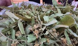 Geçen Sene Altınla Yarışıyordu, Bu Yıl Fiyatı Düştü