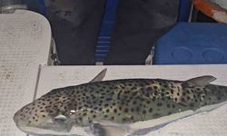 İstanbul’daki Gıda Zehirlenmesi Ve Kaçak Midye GerçeğiGemlik Körfezi’nde benekli balon balığı şoku